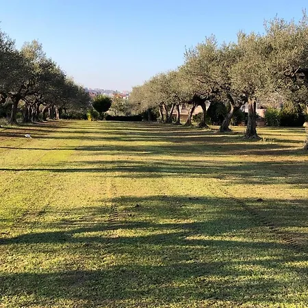 Leone Pianella (Pescara)